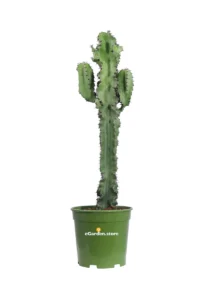 Euphorbia Eritrea v20 egarden.store online