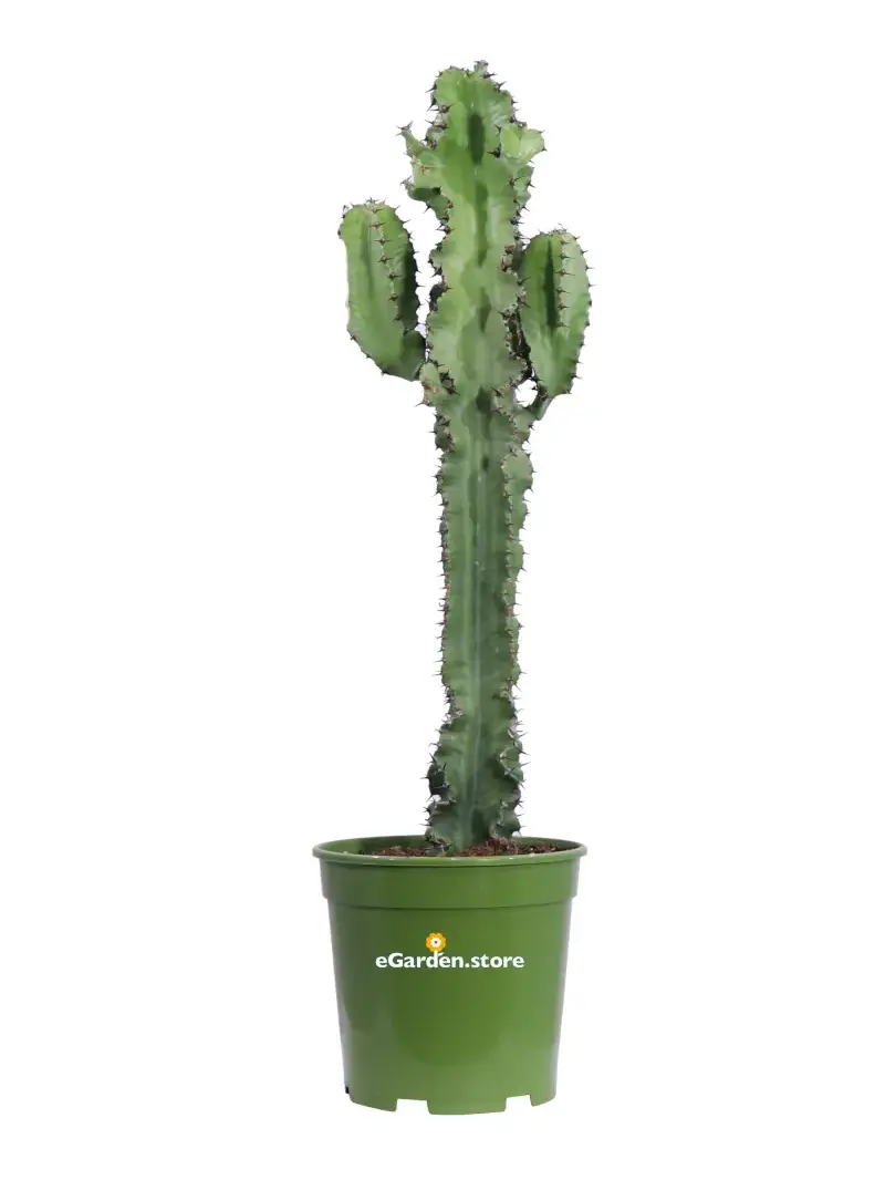 Euphorbia Eritrea v20 egarden.store online