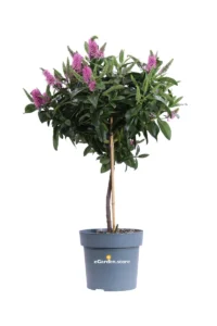 Hebe X Andersonii Alberello v18 egarden.store online