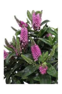 Hebe X Andersonii Alberello