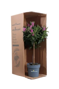 Hebe X Andersonii Alberello