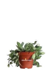 Hoya Burtoniae v.12 egarden.store online