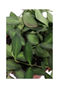 Hoya Burtoniae v.12 egarden.store online
