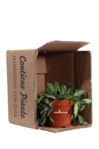 Hoya Burtoniae v.12 egarden.store online