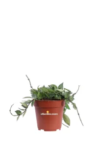 Hoya Krohniana Silver v.12 egarden.store online