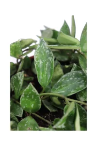 Hoya Krohniana Silver v.12 egarden.store online