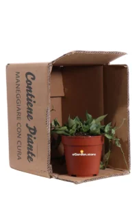 Hoya Krohniana Silver v.12 egarden.store online