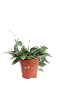 Hoya Parasitica Black Edge v.12 egarden.store online