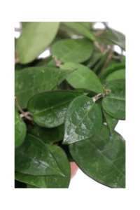 Hoya Parasitica Black Edge v.12 egarden.store online