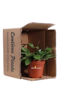 Hoya Parasitica Black Edge v.12 egarden.store online