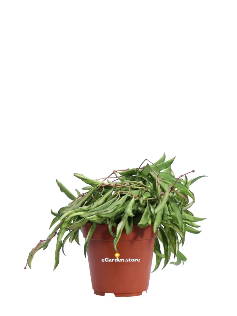 Hoya Wayetii Tricolor v.12 egarden.store online