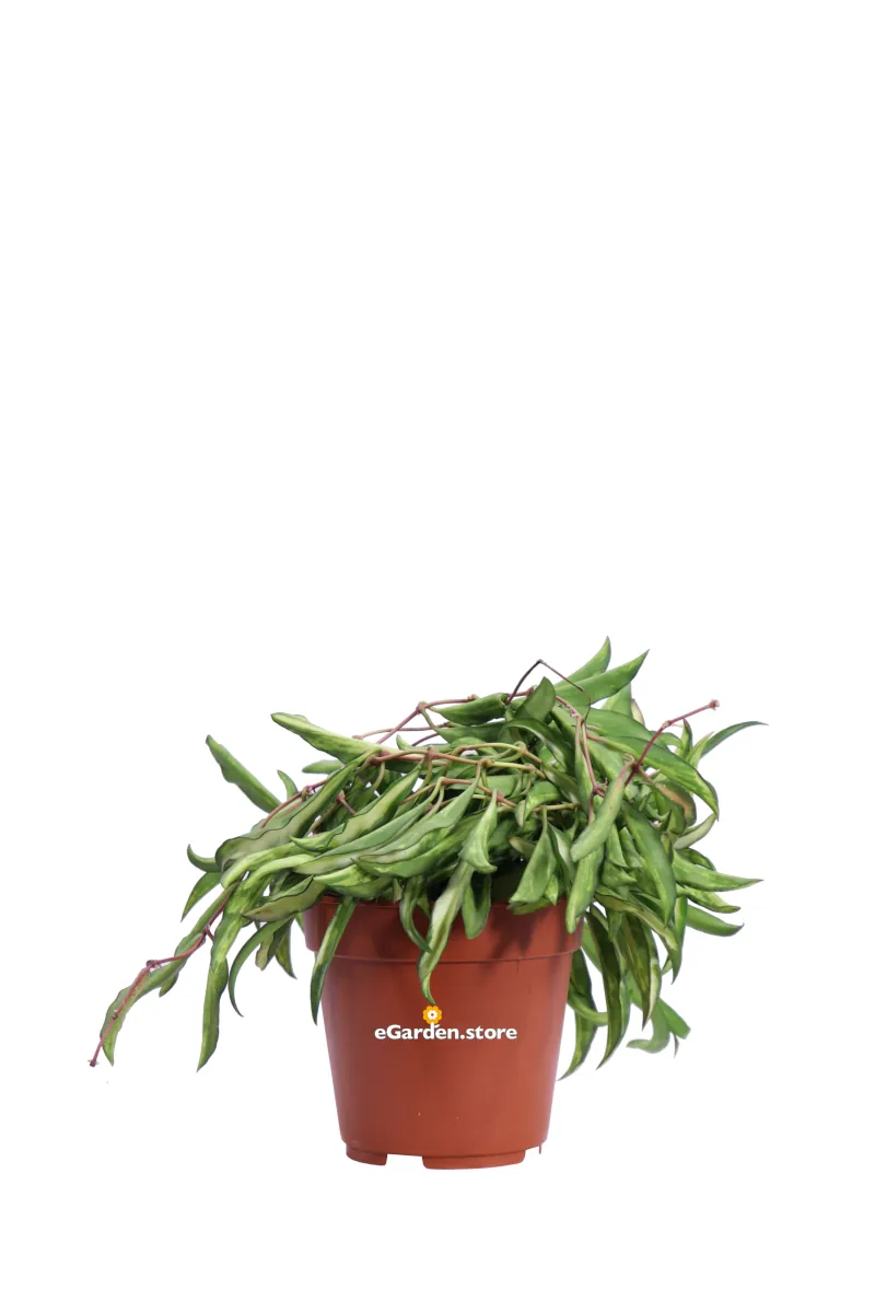 Hoya Wayetii Tricolor v.12 egarden.store online