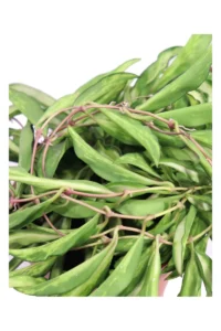 Hoya Wayetii Tricolor v.12 egarden.store online