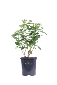 Iperico - Hypericum X Inodorum Black Berry v17 egarden.store online
