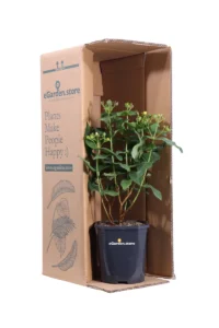 Iperico - Hypericum X Inodorum Black Berry v17 egarden.store online