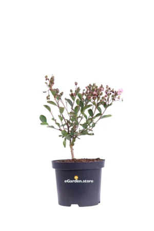 Lagerstroemia Indica Choco Pink v19 egarden.store online