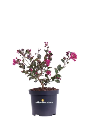 Lagerstroemia Indica Red Red Wine v19 egarden.store online