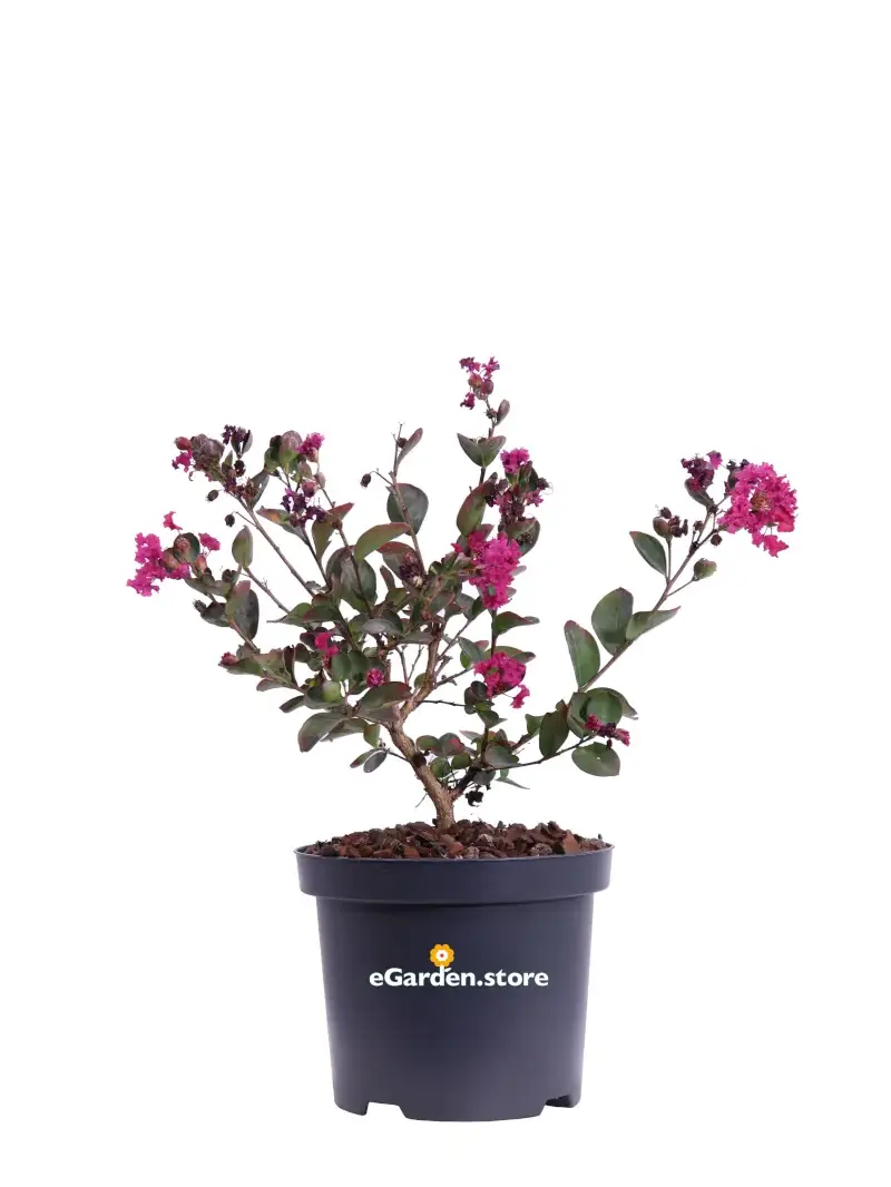 Lagerstroemia Indica Red Red Wine v19 egarden.store online