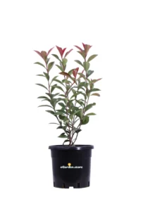 Photinia Fraseri Super Red Compacta v17 egarden.store online