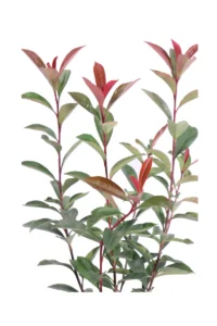 Photinia Fraseri Super Red Compacta v17 egarden.store online