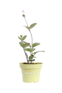 Pianta del Formaggio - Paederia Lanuginosa v12 egarden.store online