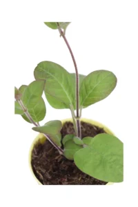 Pianta del Formaggio - Paederia Lanuginosa v12 egarden.store online