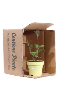 Pianta del Formaggio - Paederia Lanuginosa v12 egarden.store online