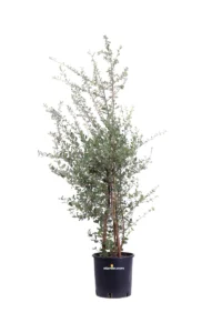 Quercia Da Sughero - Quercus Suber v24 egarden.store online