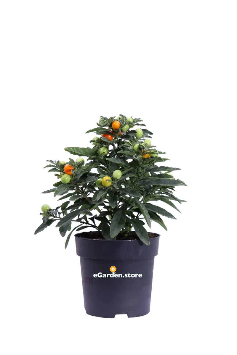 Solanum Pseudocapsicum v14 egarden.store 1 Solanum Pseudocapsicum v14 egarden.store online