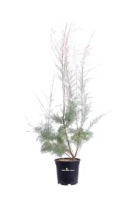 Tamerice - Tamarix Ramosissima v24 egarden.store 1 Tamerice - Tamarix Ramosissima v24 egarden.store online