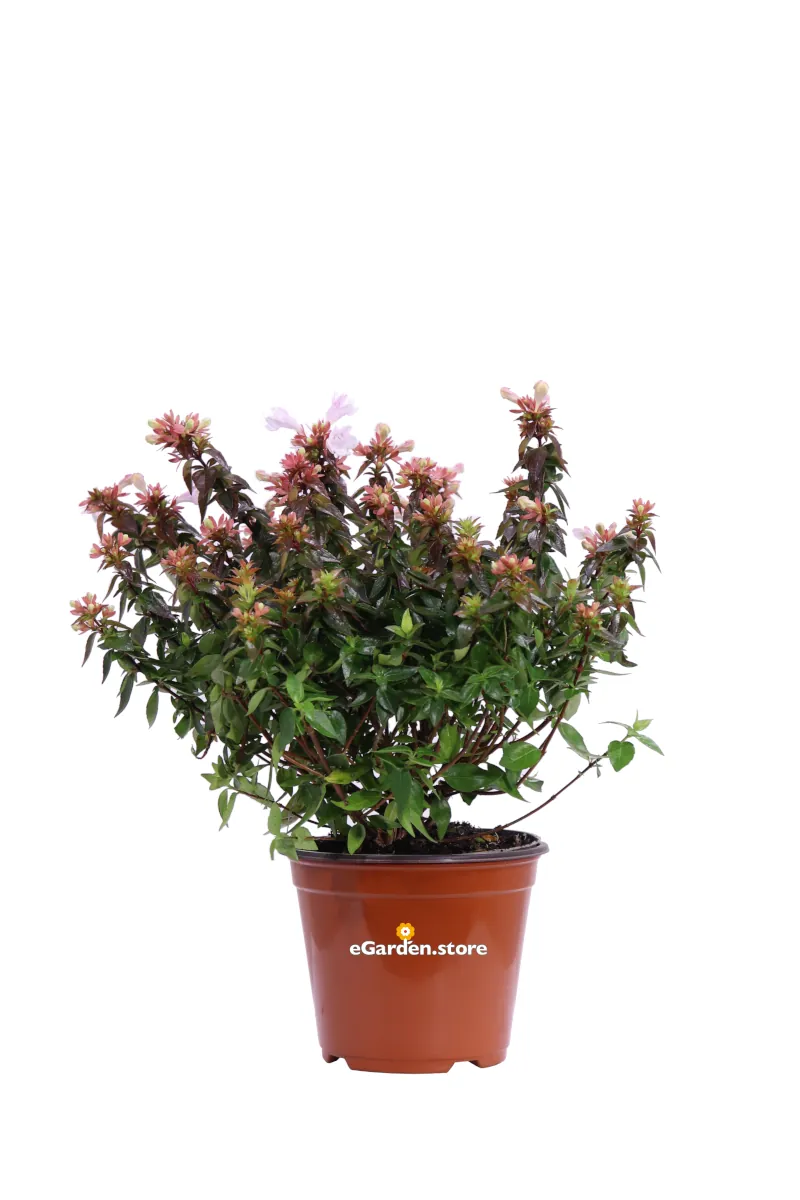 Abelia Grandiflora Little Lady v13 egarden.store online