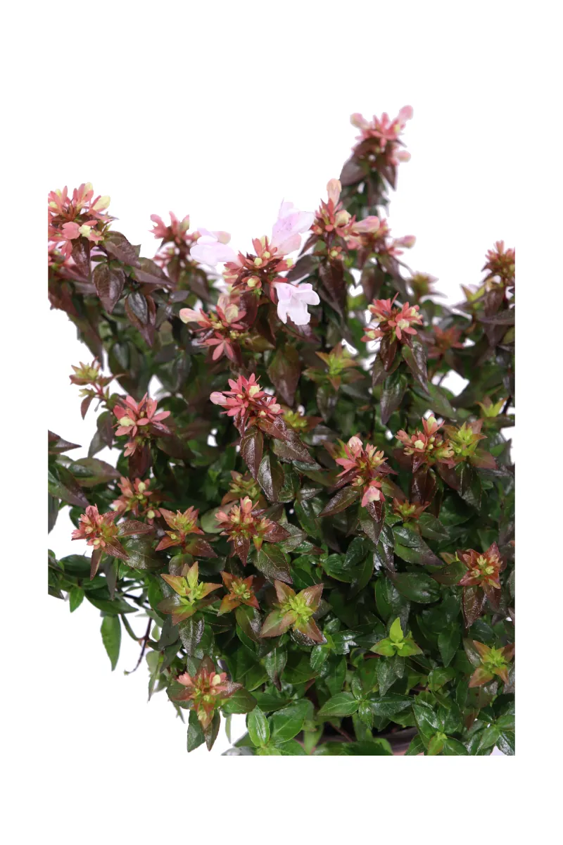 Abelia Grandiflora Little Lady v13 egarden.store online