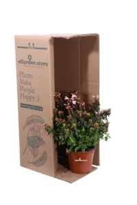 Abelia Grandiflora Little Lady v13 egarden.store online