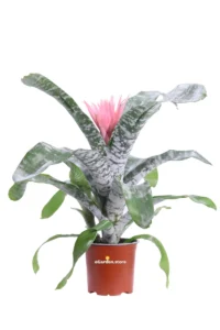 Aechmea Fasciata v15 egarden.store online