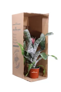 Aechmea Fasciata v15 egarden.store online