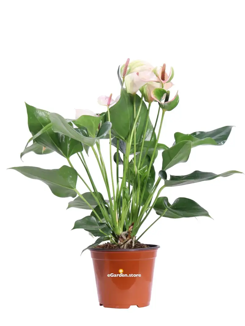 Anthurium Bianco e Rosa v12 egarden.store online