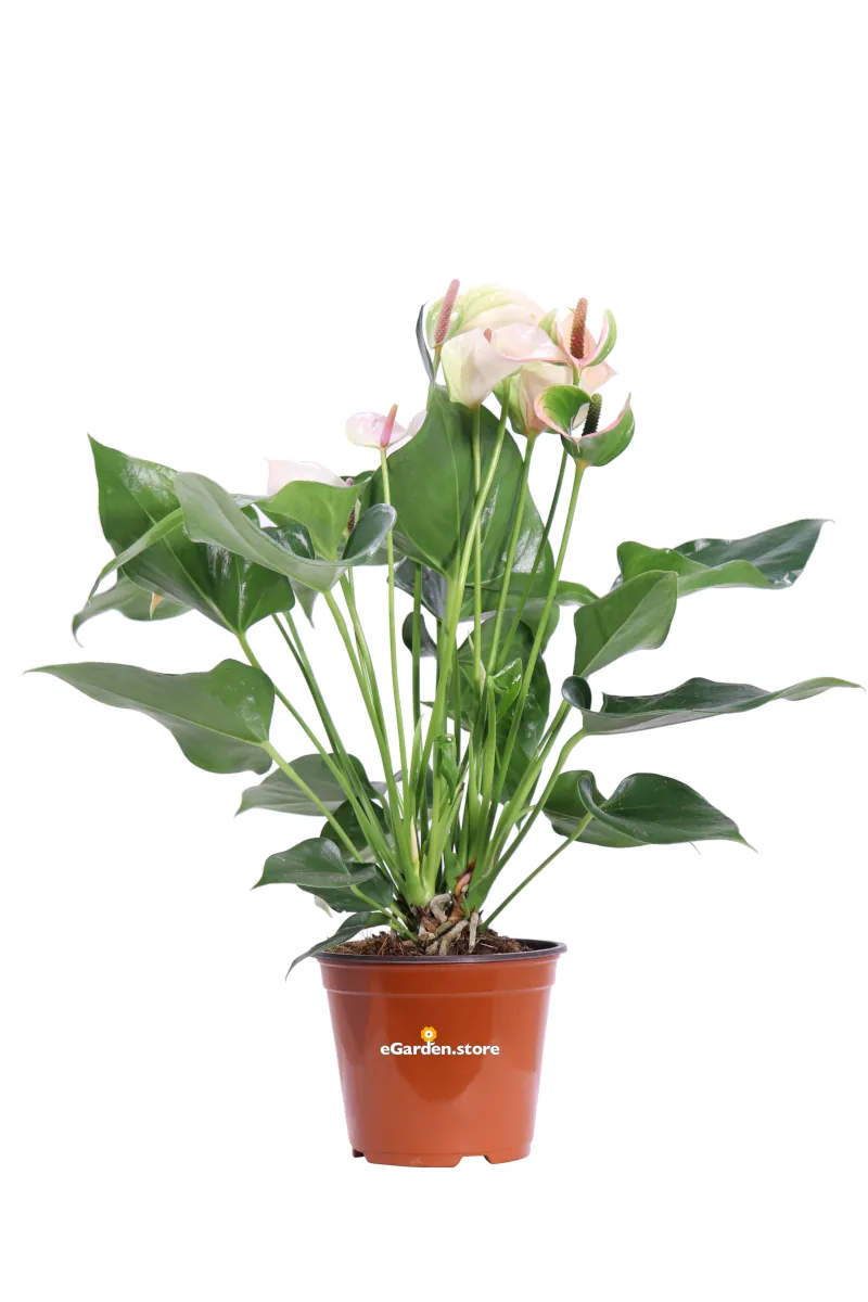 Anthurium Bianco e Rosa v12 egarden.store online