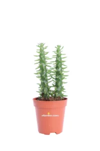 Austrocylindropuntia Subulata v6 egarden.store online