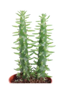 Austrocylindropuntia Subulata