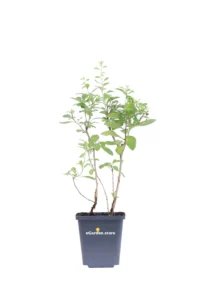 Bacche Di Goji - Lycium Barbarum v9 egarden.store 1 Bacche Di Goji - Lycium Barbarum v9 egarden.store online