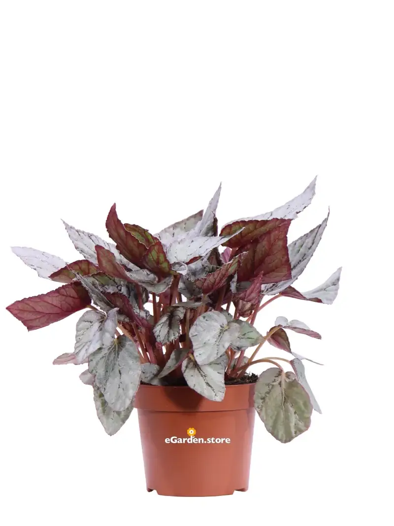 Begonia Beleaf Artic Breeze v12 egarden.store online