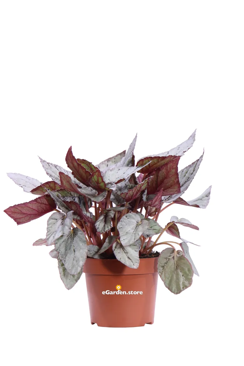 Begonia Beleaf Artic Breeze v12 egarden.store online