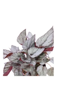 Begonia Beleaf Artic Breeze v12 egarden.store online