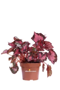 Begonia Beleaf Inca Night v12 egarden.store online