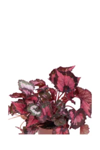 Begonia Beleaf Inca Night