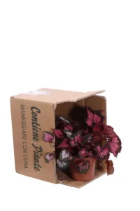 Begonia Beleaf Inca Night v12 egarden.store online