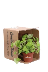 Begonia Beleaf Lima Love v12 egarden.store online