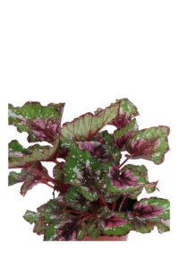 Begonia Beleaf Purple Blush