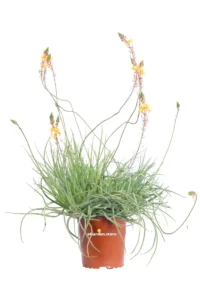 Bulbinella Arancione - Bulbine Frutescens Hallmark v17 egarden.store online