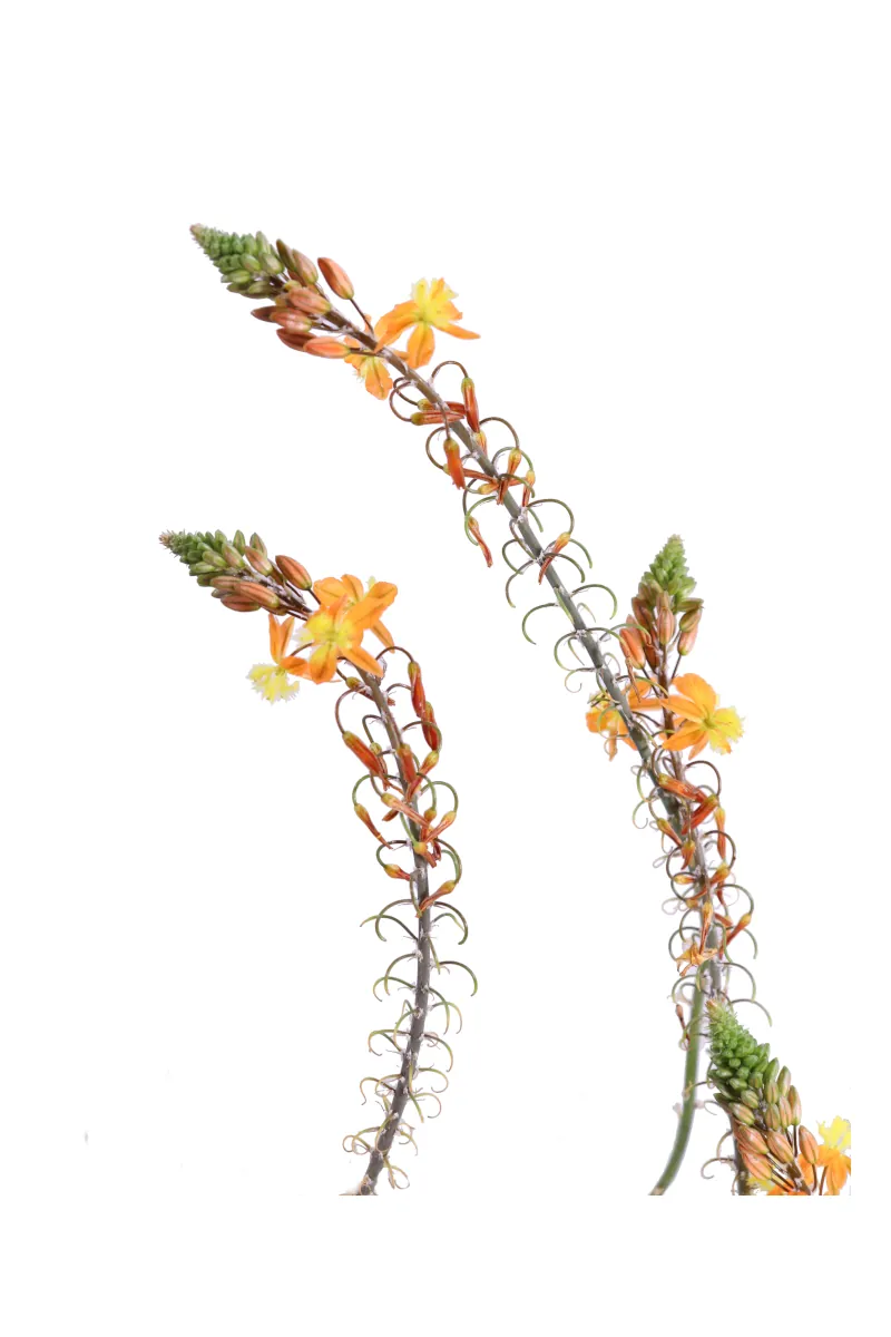 Bulbinella Arancione - Bulbine Frutescens Hallmark v17 egarden.store online
